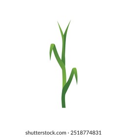 Lush Corn Plant Stalks in Agricultural Field Vector