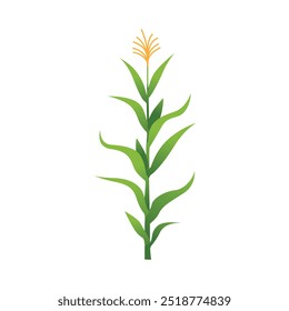 Lush Corn Plant Stalks in Agricultural Field Vector