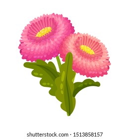 Lush daisy flower. Vector illustration on a white background.
