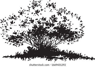 lush decorative bush for landscaping with small leaves