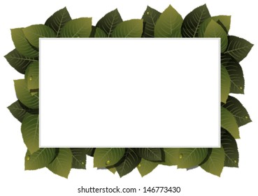 Lush foliage with water drops on a white background