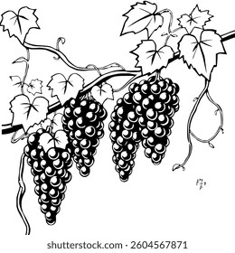 Lush Grapevines with Ripe Dark Grapes Hanging