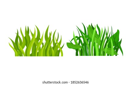 Lush Grass Blades with Narrow Leaves as Growing Plant Vector Set