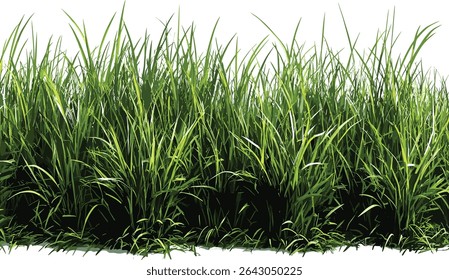 Lush grass field row close up cut out backgrounds, nature, green meadow, fresh grass, outdoor scenery, natural landscape, vibrant greenery, spring meadow, grass texture
