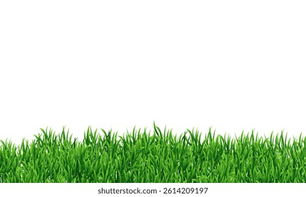 Lush green grass border isolated on white background. copy space background. fresh grass.