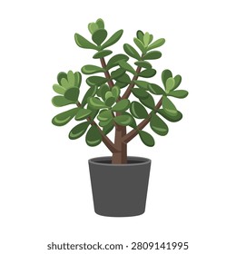 Lush green jade plant in gray pot on white background: vibrant succulent with thick leaves and sturdy brown stem.