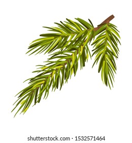 Lush Green Spruce Twig Vector Illustration Isolated On White Background