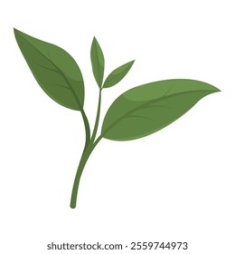 Lush green tea plant leaves isolated on white background