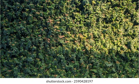 a lush green wall covered with dense creeping vines. 