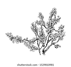 Lush inflorescence on old sprout in flowery orchard yard. Freehand outline black ink hand drawn picture sketchy in artistic retro scribble style pen on paper. Closeup view with space for text on sky