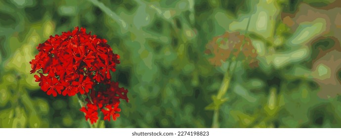 Lush inflorescence of unpretentious garden plant Lychnis chalcedonica (or Common Dawn, Chalcedony Dawn, Chalcedony Adonis, Tatar soap, dog soap) in flower bed in garden. Space for copy text. Vector.