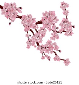 Lush Japanese cherry tree. The branch of pink sakura blossom. Isolated on white background. Vector illustration