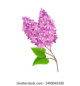 Lush lilac. Vector illustration on a white background.