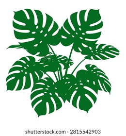 Lush Monstera leaves showcasing tropical foliage, perfect for interior decoration, botanical themes, or nature-inspired design projects.