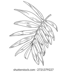 Lush palm leaf, black and white sketch. Vector illustration. Tropical tree leaves, isolated on a white background. Green wild plants and fresh jungle foliage.