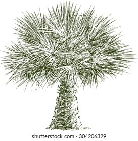 lush palm tree