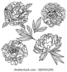 Lush peonies and leaves, hand drawn vector illustration, line art.
