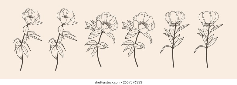 Lush peonies outline isolated on a white background. Vector floral illustration