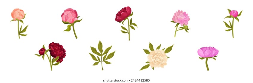 Lush Peony Flower Bud with Green Stem and Leaves Vector Set