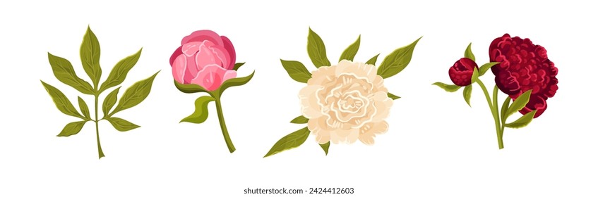 Lush Peony Flower Bud with Green Stem and Leaves Vector Set