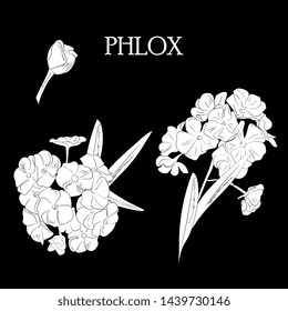 A lush phlox flower with buds and leaves. Outline, sketch style. Summer, garden flowers hand drawing isolated on black background
