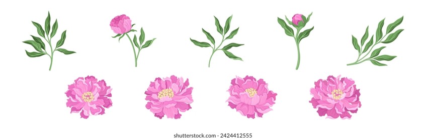 Lush Pink Peony Flower Bud with Green Stem and Leaves Vector Set