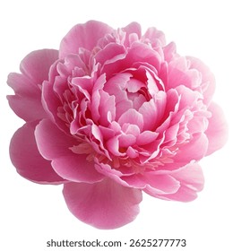 Lush Pink Rose Bloom – Vector Floral Illustration