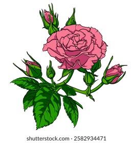 lush pink rose flower with buds and leaves, flower image for coloring, painting by numbers