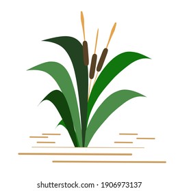 Lush plant cattails, unique vector illustration.