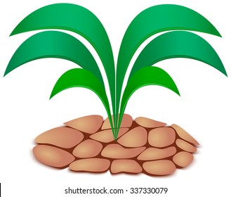 Lush Plant Grow out of Drought Clay Soil. Isolated on White.