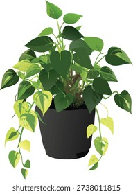 A lush pothos plant in a black pot, centered against a bright white background. The plant is overflowing, with long, trailing vines of green and variegated leaves in shades of green and yellow. The leaves exhibit a glossy tex