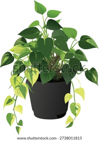 A lush pothos plant in a black pot, centered against a bright white background. The plant is overflowing, with long, trailing vines of green and variegated leaves in shades of green and yellow. The leaves exhibit a glossy tex