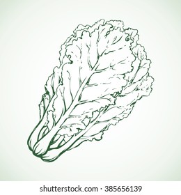 Lush ripe raw pekinensis Pak Choi Pe-tsai rapa pok isolated on white backdrop. Freehand outline ink hand drawn symbol sign sketchy in art scribble style pen on paper. Closeup view with space for text