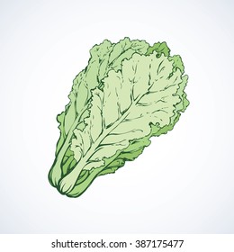 Lush ripe raw pekinensis Pak Choi Pe-tsai rapa pok isolated on white backdrop. Freehand outline color hand drawn symbol sign sketchy in art scribble style. Closeup view with space for text