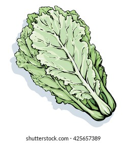 Lush ripe raw pekinensis Pak Choi Pe-tsai rapa pok isolated on white backdrop. Freehand light  color hand drawn picture sketchy in art scribble style. Closeup view with space for text