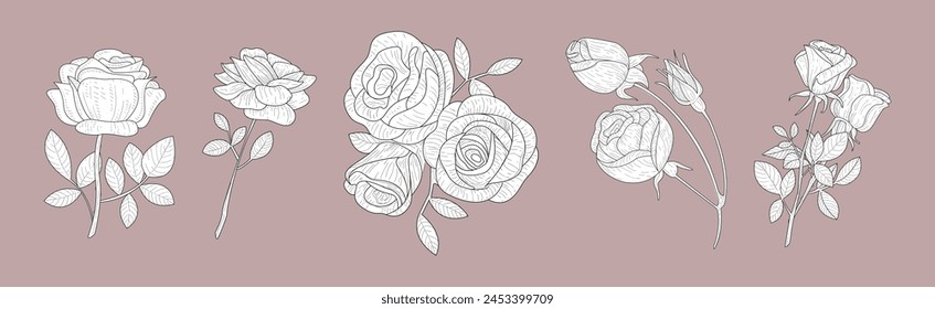 Lush Rose Flower Bud on Stem as Garden Flora Vector Set