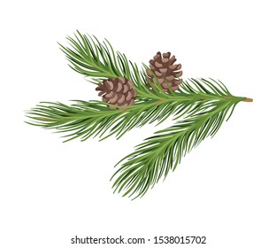 Lush spruce branch with cones. Vector illustration.