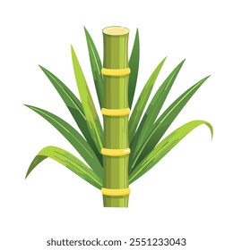 Lush Sugarcane Plant Stalk and Green Leaves, a Renewable Natural Resource for Sweetener Production