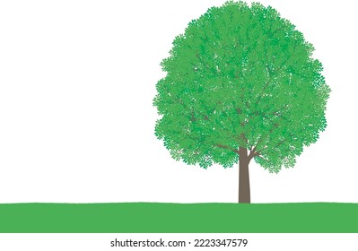 Lush summer trees and meadows