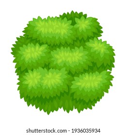 Lush Underwood or Bush as Perennial Woody Plant with Dense Foliage Cover Vector Illustration