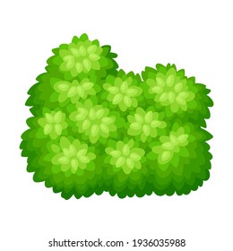 Lush Underwood or Bush as Perennial Woody Plant with Dense Foliage Cover Vector Illustration