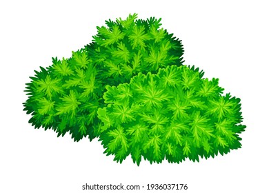 Lush Underwood or Bush as Perennial Woody Plant with Dense Foliage Cover Vector Illustration