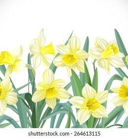 Lush yellow narcissus seamless background