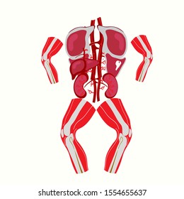 lustration of healthy liver, human body,  shealth medicine, body