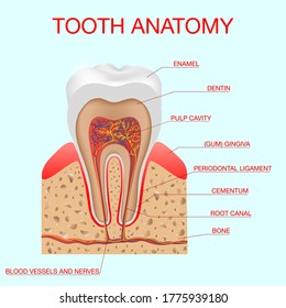 lustration Tooth anatomy vector dental infographics. Dental concept. Education poster template, medical anatomy infographics. Medical banner,  eaflet or brochure graphic design.