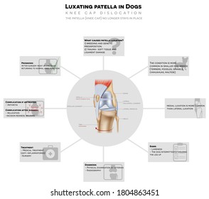 Luxating patella in dogs, dislocated knee cap detailed info graphic poster, the severity of the condition, diagnostic and treatment etc. beautiful aesthetic design.