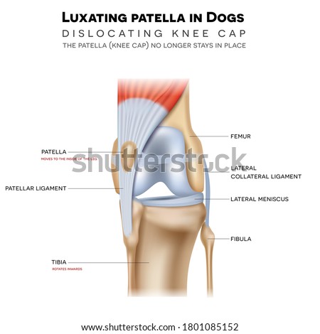 Luxating patella in dogs, it shifts either towards the inner or outer knee. Anatomy of the canine (dog's) knee joint colorful design, medical info poster illustration. ストックフォト © 