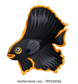 Luxurious fancy black fish with a gold rim on the fins isolated on a white background. Cartoon vector close-up illustration.