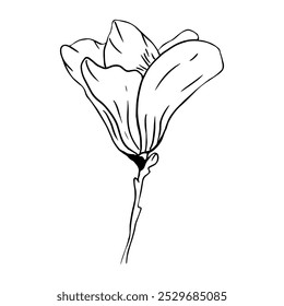 Luxurious hibiscus flowers. Tropical vector hibiscus drawing on isolated background. Beautiful botanical linear exotic flowers. Wedding elegant flowers for invitation card. Vector trendy greenery