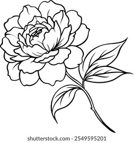  Luxurious Peony Line Art Vector